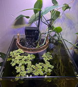 Natural Bamboo Style Floating Plant Corral