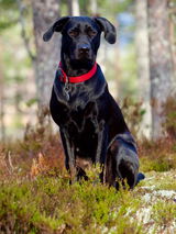 Mogens Jensen review photo