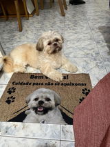 Tapete Personalizado com a Foto do seu Pet