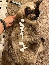 Harper Johnson ✪Verified review photo
