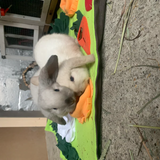 Snuffle Mat