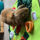 Snuffle Mat