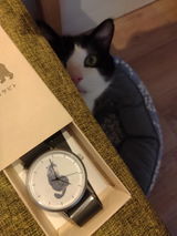 ハチワレ猫