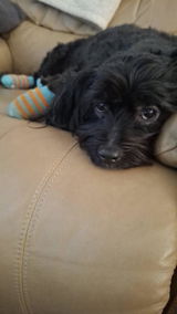 TOBY review photo