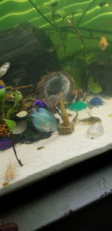 Robert H.I. review photo