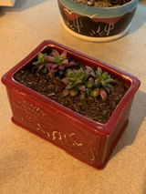 Tebble Foret review photo