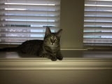 Tibs review photo