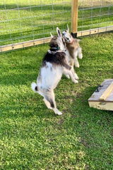 Clifford Hoey review photo
