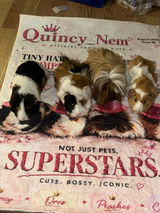 Quniece review photo
