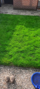Piet Verheijen review photo