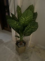 Radhika Bansal review photo