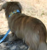 Pupi review photo