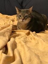 Izzy our boi. review photo
