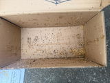 Infestation review photo