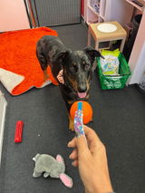 Simplement Animal review photo