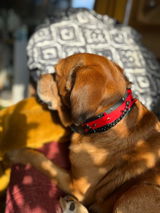 Simplement Animal review photo