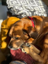 Simplement Animal review photo