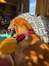 Simplement Animal review photo