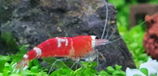 Rebecca Jolliffe review photo