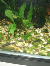 I Keep Fish & Shrimp review photo