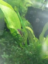 I Keep Fish & Shrimp review photo