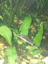 I Keep Fish & Shrimp review photo