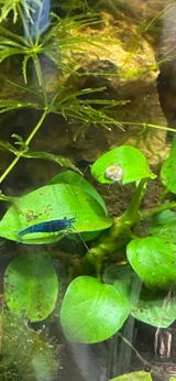 Lily review photo