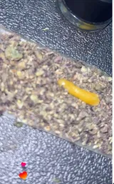 Anonymous review photo