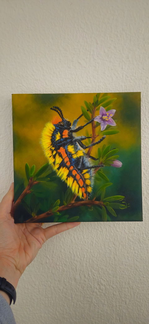 ACF Canvasses