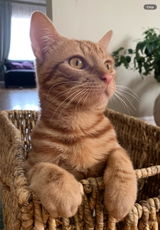Margot review photo