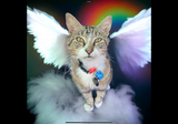 Rodney the Cats Legacy review photo
