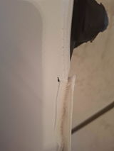 Abi review photo