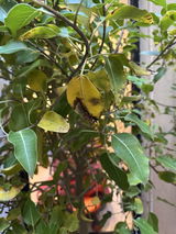 سناء العتيبي Alotaibi review photo