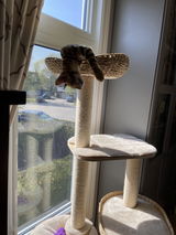 Callisto Lynn Pell review photo