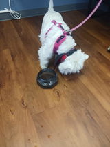 Misterwestie review photo