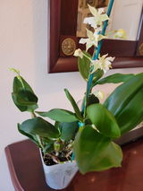 Jennifer Smithart review photo