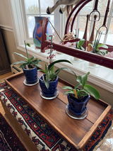 Dawn Piccolomini review photo