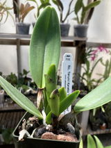 Venetia Fregni review photo
