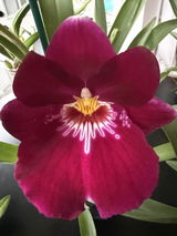Matthew Jordi review photo