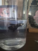 Ariel Arturo Caballero Bucio review photo