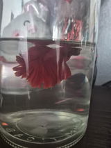 Ariel Arturo Caballero Bucio review photo