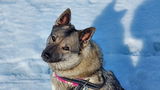 Pål review photo