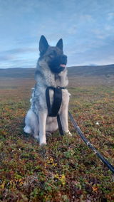 Pål review photo