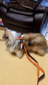 あろは review photo