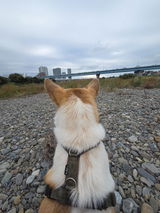 Be A Dog review photo