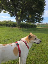 Be A Dog review photo
