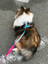 だいまさみかつ review photo