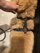 coco review photo
