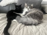 Aaron H. review photo