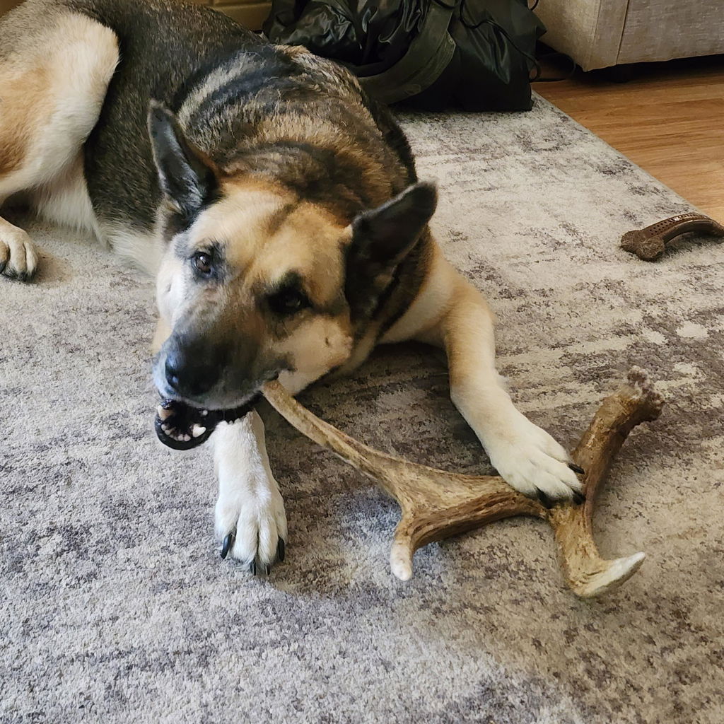 Allagash Antlers 